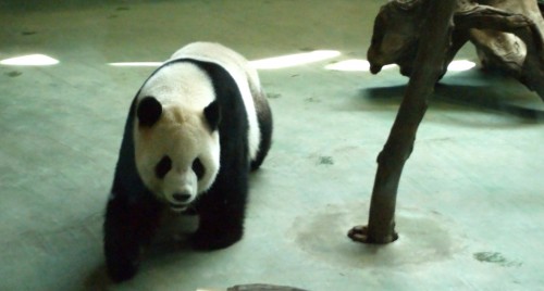 Giant Panda Taipei Zoo
